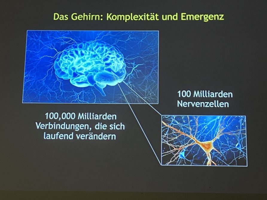 Die Kraft der Emergenz wirkt auch im menschlichen Gehirn.