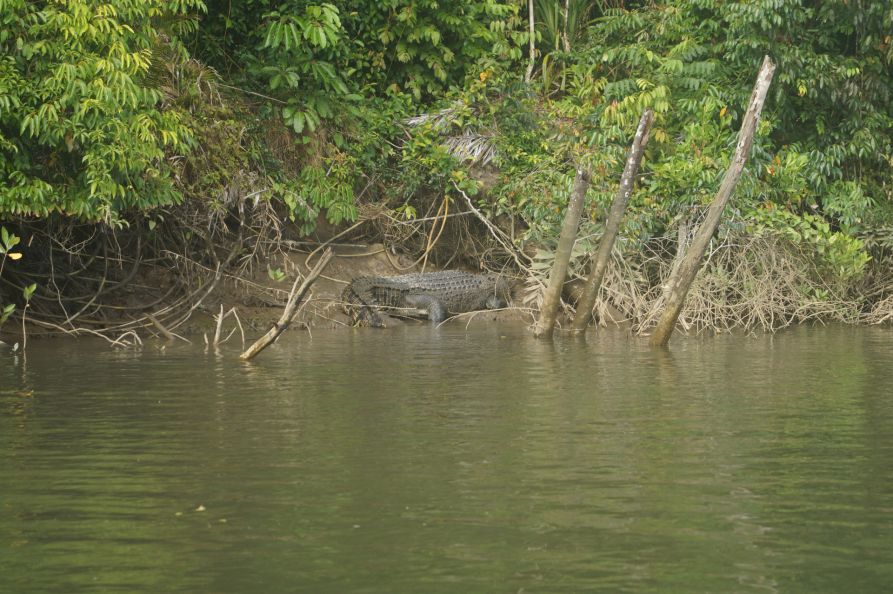 Ein rund 80 Jahre altes Krokodil