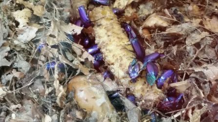 ... und Leuchtkäfer im Vivarium