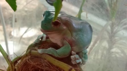 ... seltener Frosch, ...