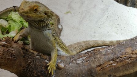 ... Bartagame, ...