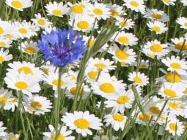 Blumenvielfalt am JvFG