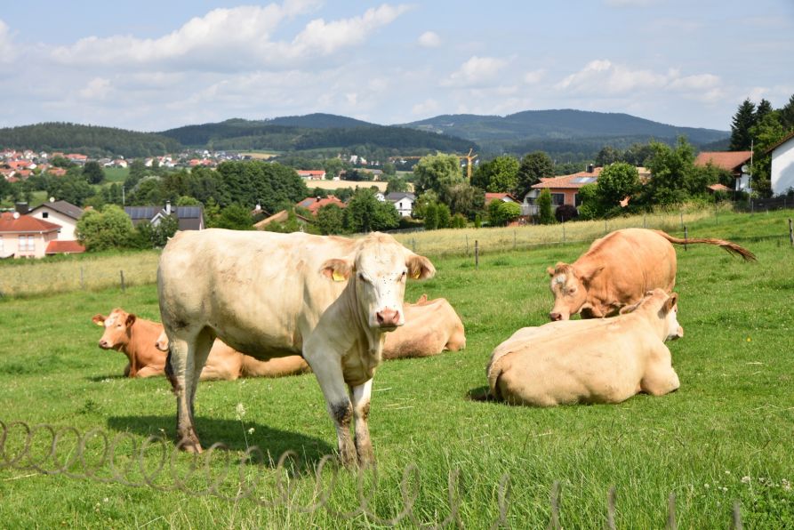 Eine Idylle vor den Toren Chams: Die Rinder auf dem Boierhof haben es richtig gut!